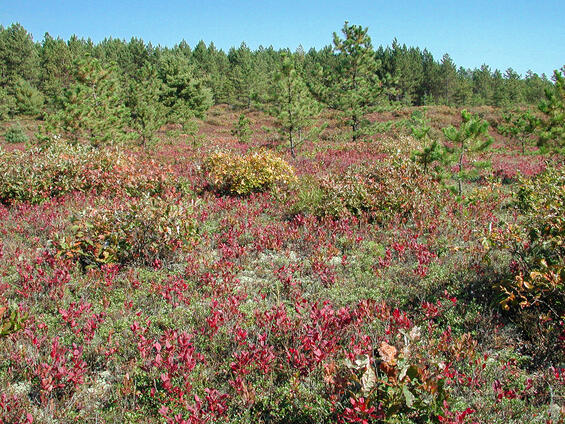 Sandplain pitch pine-scrub oak barrens habitat with sparse trees and abundant huckleberry and lowbush blueberries