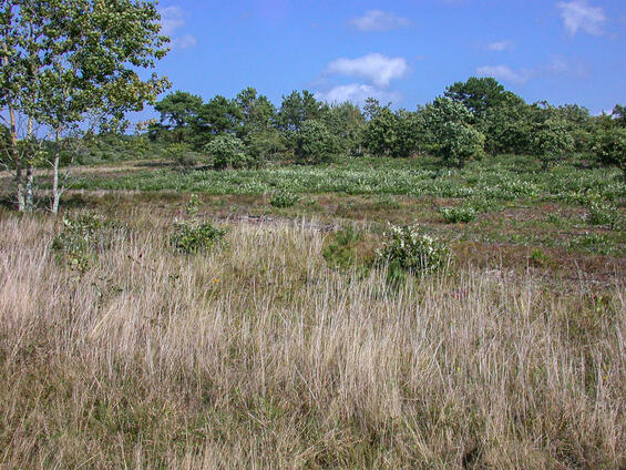Sandplain heathland/shrubby grassland habitat with abundant lowbush blueberries