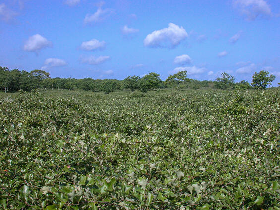 Coastal pitch pine-scrub oak barrens with scattered oak trees