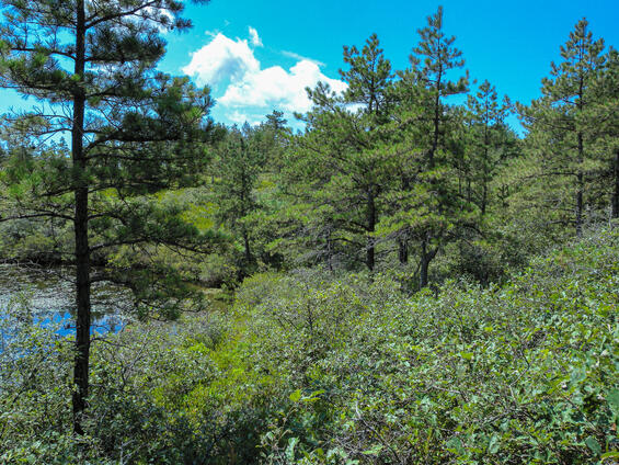 Sandplain pitch pine-scrub oak barrens habitat with sparse trees and a well-developed shrub layer
