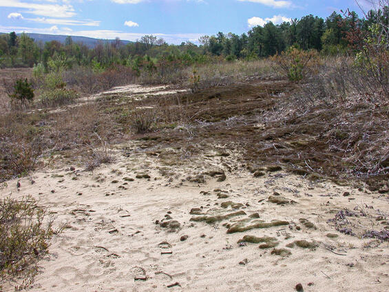Open sandplain barrens with shrubs and sapling trees, ideal habitat for the twilight moth.