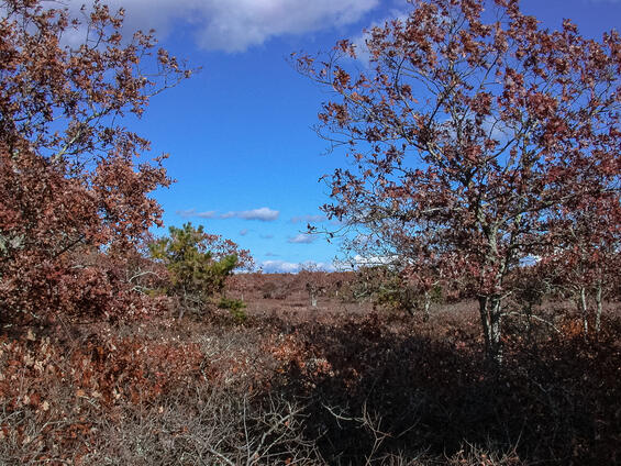 Stenoporpia polygrammaria habitat