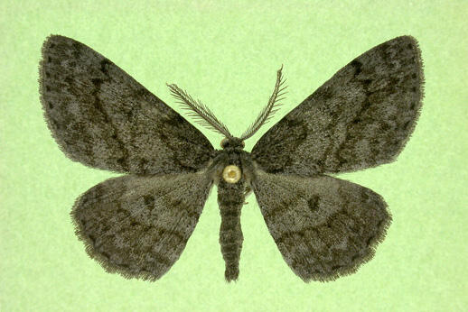 Buchholz’s gray 