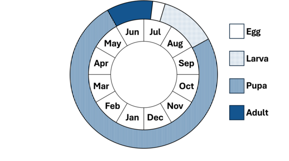 Phenology wheel