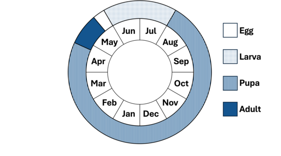 Phenology wheel
