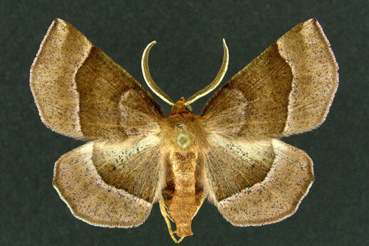 heath metarranthis