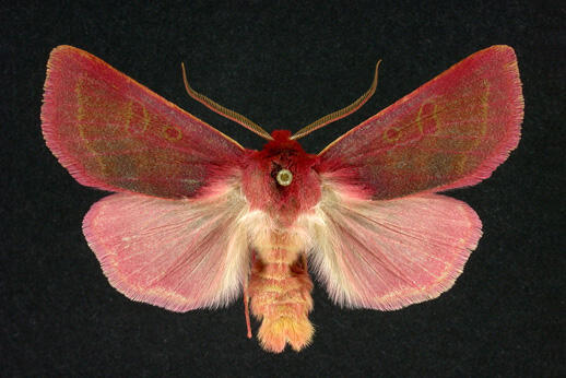 pink sallow moth