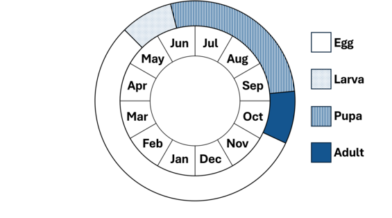 Graphic representation of life cycle, also described in text.