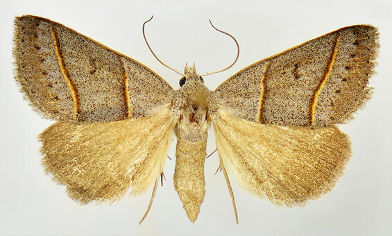 Southern ptichodis (Ptichodis bistrigata)