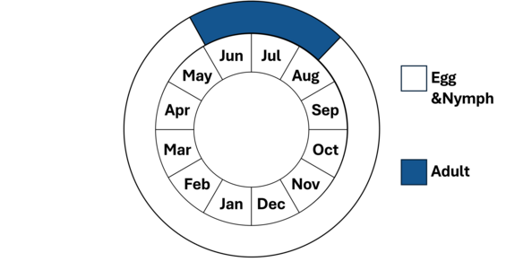 Graphic representation of life cycle, also described in text. 