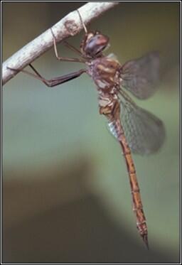 Coppery Emerald