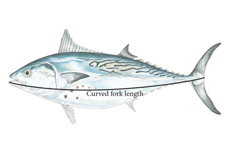 Figure showing how a fish curved fork length is measured.