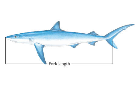 Figure showing how to measure a shark length.