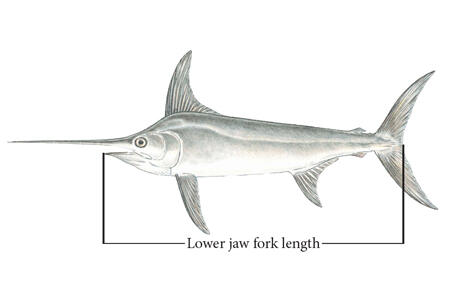 Figure showing how a lower jaw fork length is measured.