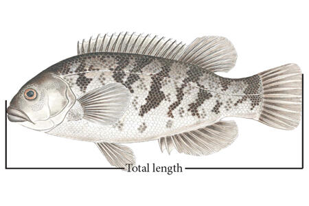 Figure showing how to measure total length of a fish.