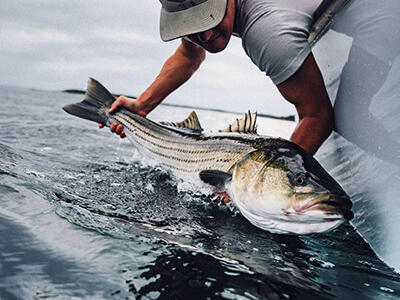 An angler releasing a striped bass into the water.