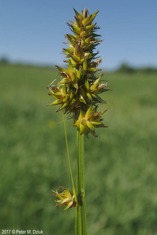 Carex alopecoidea dense inflorescence of many spikes.