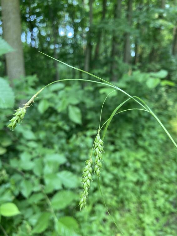 Carex formosa fruiting spikes