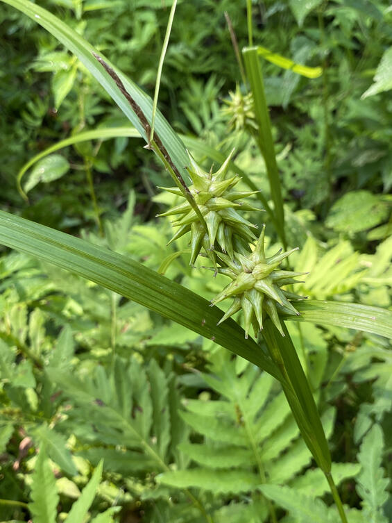 Carex grayi perigynia