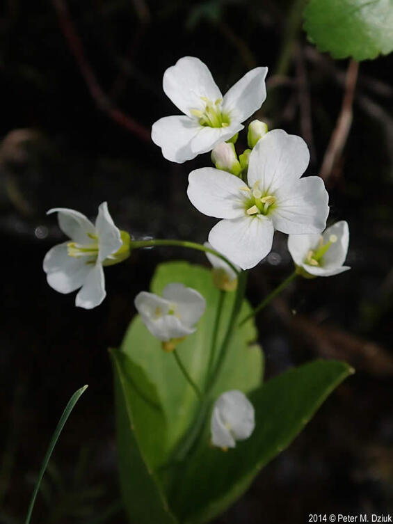 1 Fen Cuckoo-flower, view of open flowers