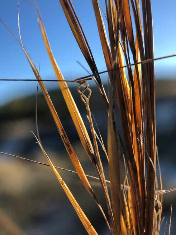 Seabeach needlegrass (Aristida tuberculosa)