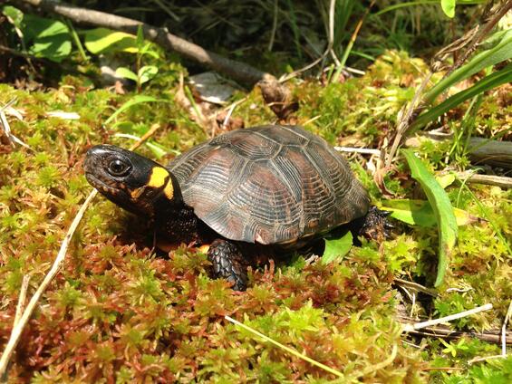 adult bog turtle