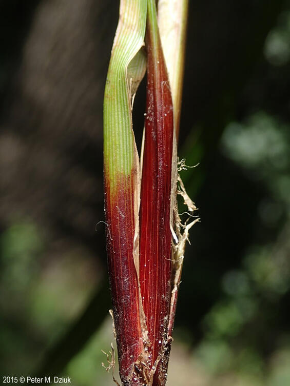 Carex grayi reddish purple basal sheath
