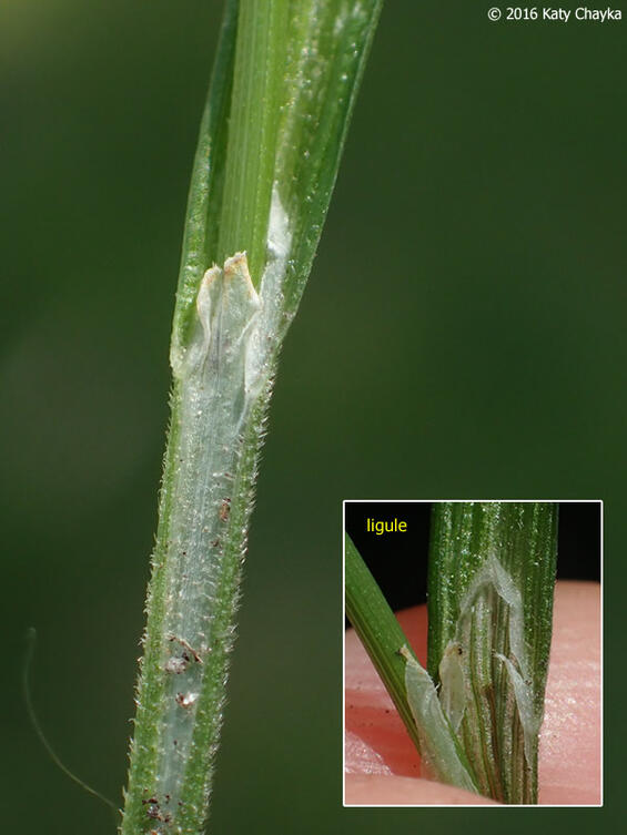 Carex hitchcockiana ligule and pubescent sheath.