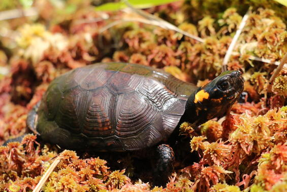 adult bog turtle