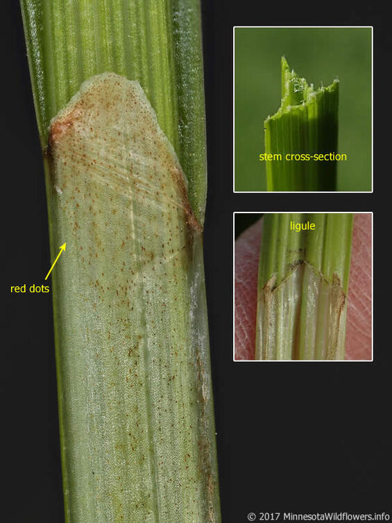 Carex alopecoidea leaf sheath is red dotted