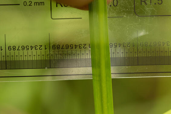 Carex baileyi narrow leaves with metric scale