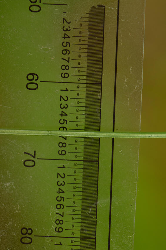 Carex exilis narrow leaf with metric ruler