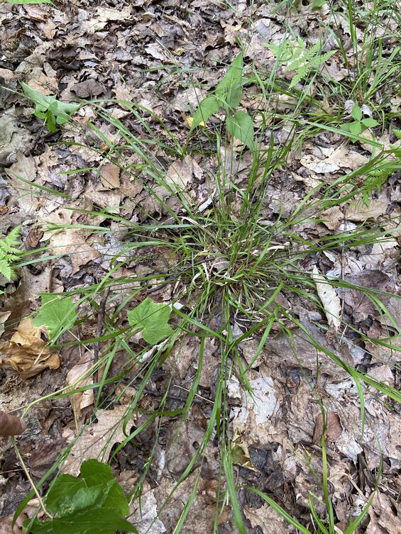 Carex hitchcockiana Plant in habitat. 