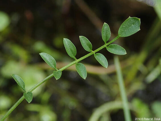 3 Fen Cuckoo-flower, lower stem leaf.