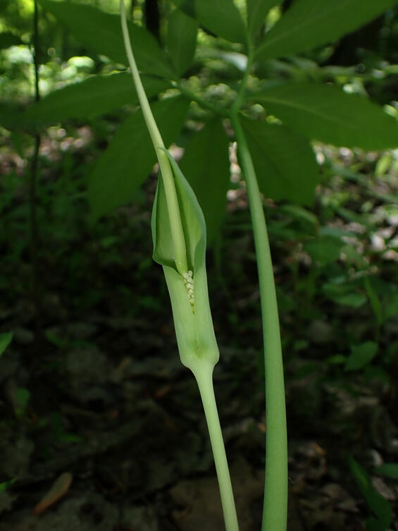 Arisaema dracontium flower