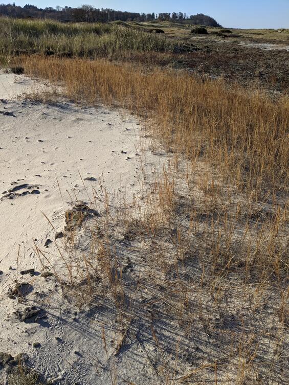Seabeach needlegrass habitat