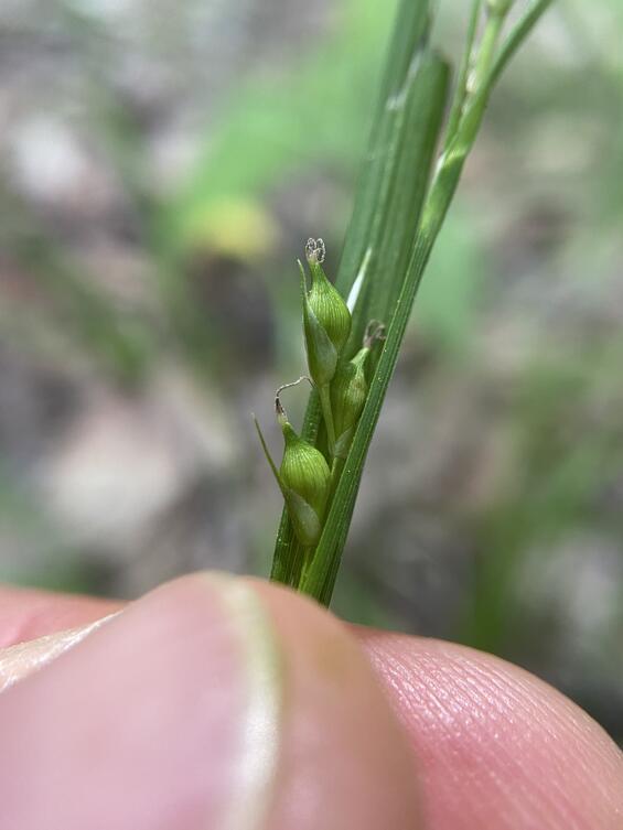 Carex hitchcockiana perigynia