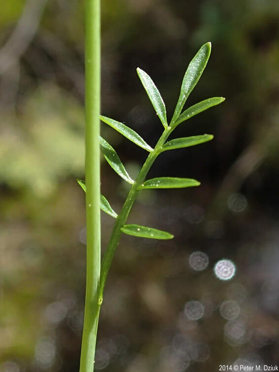 4 Fen Cuckoo-flower, upper stem leaf.
