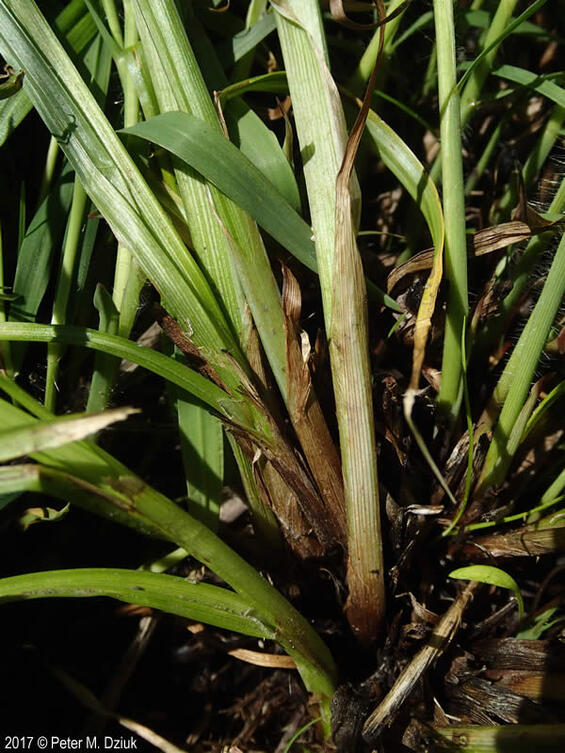 Carex alopecoidea basal sheaths