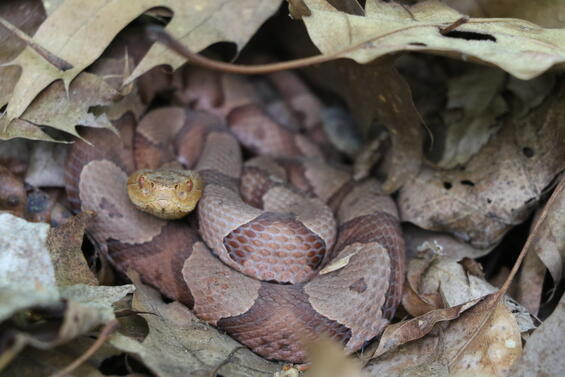 copperhead concealed in leaf litter