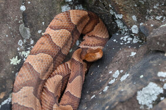 Adult copperhead showing reddish-orange coloration.