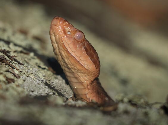 Adult copperhead showing vertical pupil.