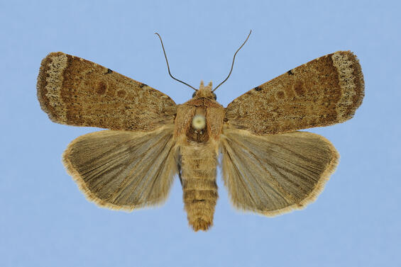 coastal heathland cutworm