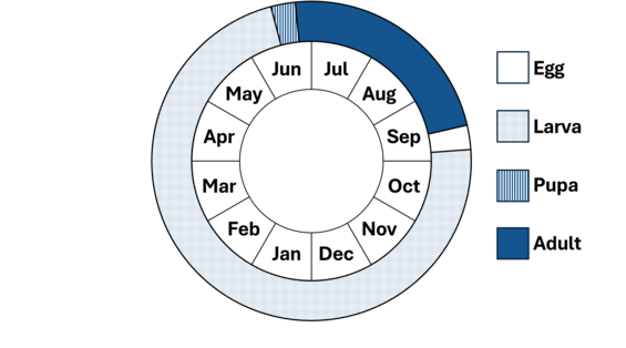 Graphic representation of life cycle, also described in text.