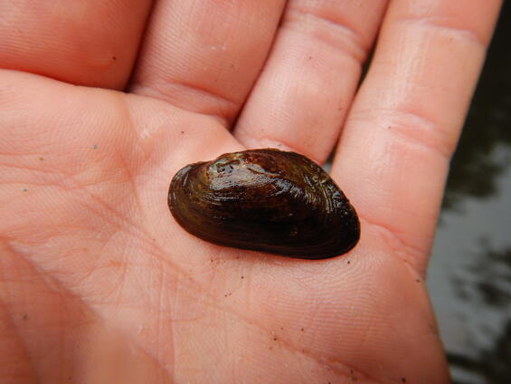 dwarf wedgemussel 