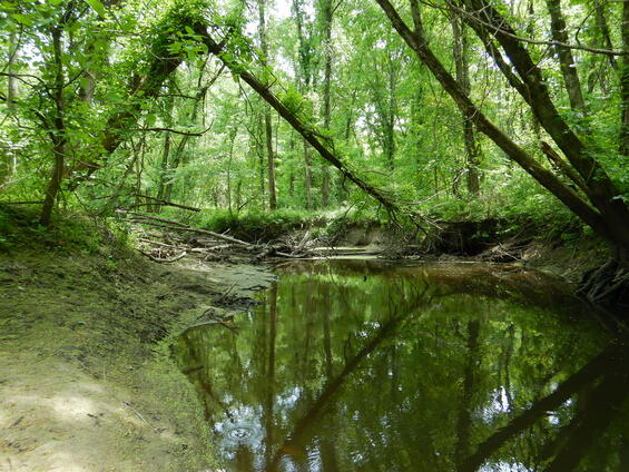 Low gradient, stable stream habitat for dwarf wedgemussel.