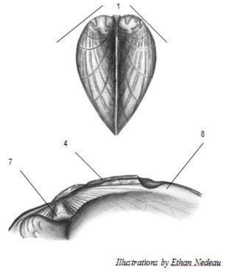 Graphic representation of mussel.