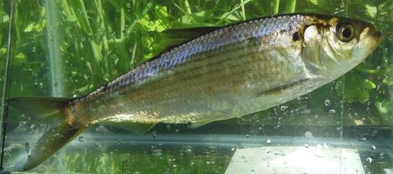 Blueback herring