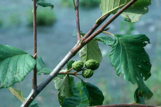 Mountain Alder leaves and immature cones.