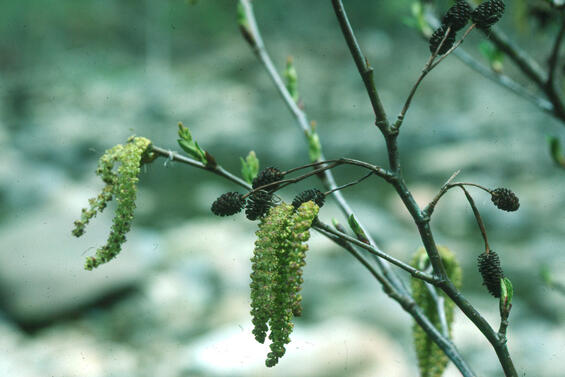 Mountain alder flowering and leaf expansion